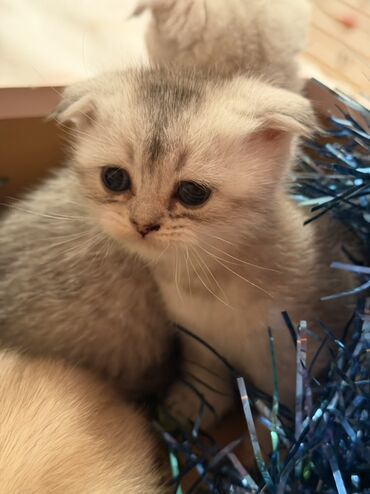 Pişiklər: Şotland — 7