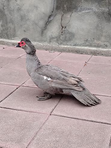 dovşan şəkili: Muscovy sort lal ördəklər – müxtəlif rənglərdə balalar Rəng çeşidləri — 4