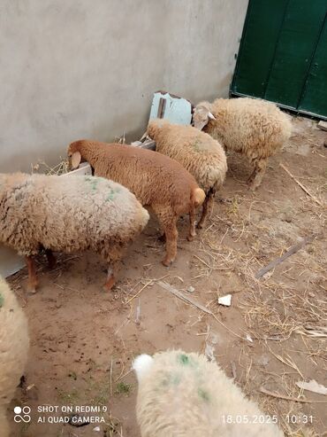 qurbanliq qoyun satisi 2020: Quzu, Erkək, ay: 6, 25 kq, Damazlıq, Ünvandan götürmə