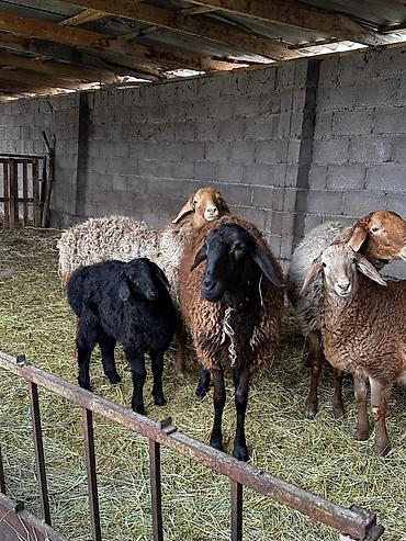 Баран, овца: Продаю | Овца (самка) | Для разведения — 3