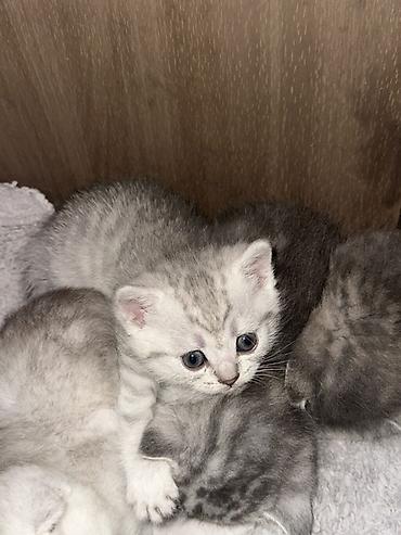 кошки маленький: Британские короткошёрстные котята, серебристые с мраморным/пятнистым — 1