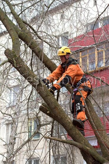 услуги по мытью окон: Пилим деревья любой сложности. работаем окуратно. безопасно