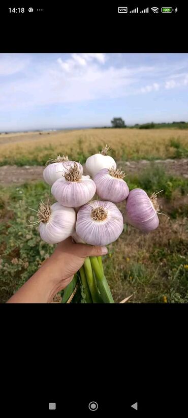 Чеснок: Чеснок Самовывоз — 12