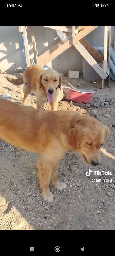 İtlər: Retriever, Erkək, Cütləşmə üçün, Ünvandan götürmə, Ödənişli çatdırılma — 1