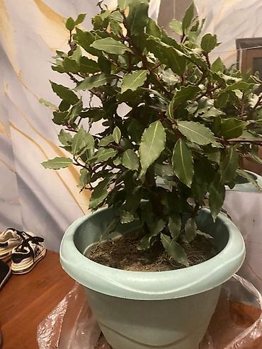 limon yolka ağacı: Dəfnə (Laurus nobilis) ətirli kulinariya bitkisi – iri plastik — 1
