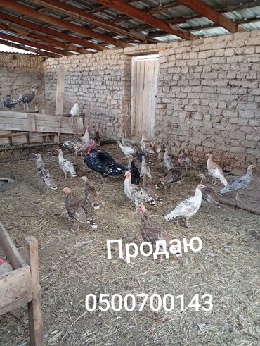 сколько стоит вязка шпица: Сатам | Ургаачы күрп (ургаачы) | Көбөйтүү үчүн