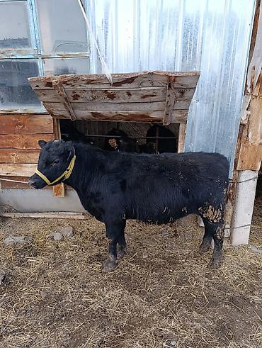 Коровы, быки: Продаю | Бык (самец) | Ангус | На откорм | Привязанные — 6