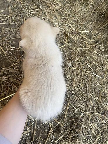 Psi: Štene mesanci otac zlatni retriver retrivera tek prijeli nisu — 2