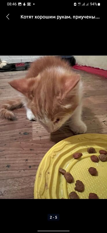 бенгальский кошка: Кошка даром: Беспородная, Мальчик, Приучена к лотку