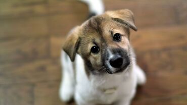 кальций для животных: Возьму бесплатно щенка в хорошие руки (кабеля),(Каракол)