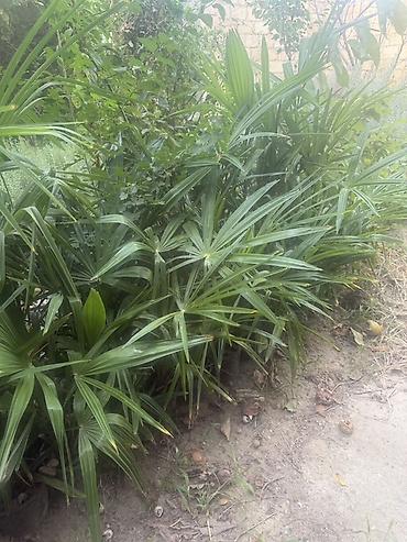diffenbaxiya bitkisi haqqında: Dekorativ palma kolları – Rhapis excelsa (Lady Palm) - Bitki tipi — 1