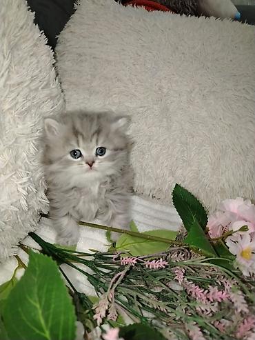 Pişiklər: Şotland — 8