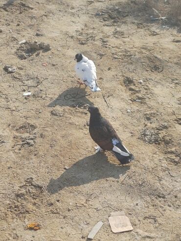 Göyərçinlər: Məhsul: Göyərçin sürüsü Təsvir: - Şəkillərdə müxtəlif rəng və — 9