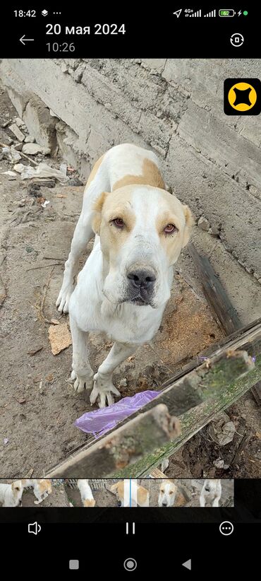 Собаки: Чистокровный алабай 2 года ещё не рожала