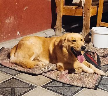 it balari: Retriever, 1 il, Erkək, Sənədli — 2