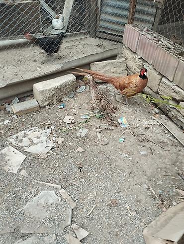 Toyuqlar: Toyuq, Yumurtalıq — 6