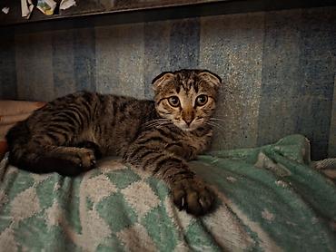 Животные: Скотиш Фолд (Шотландская вислоухая), 4 месяца, Мальчик, Приучена к лотку — 4