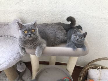 Pişiklər: Şotland, Dişi, Erkək, Ünvandan götürmə — 3