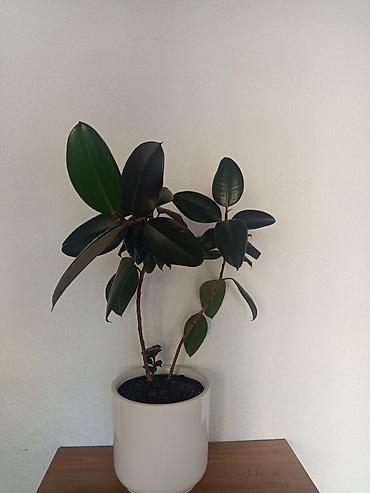 Фикус эластика (Ficus elastica, каучуконос) в белом керамическом