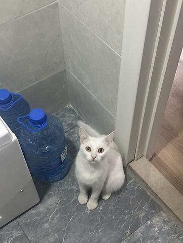pisik satilir: Dişi, Yaxşı əllərə — 7