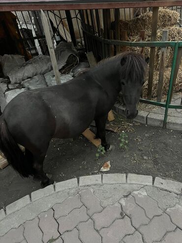 на ферме есть куры козлы и коровы: 🐴 Продаётся очаровательный карликовый пони по имени Машка! 🐴 Ищете