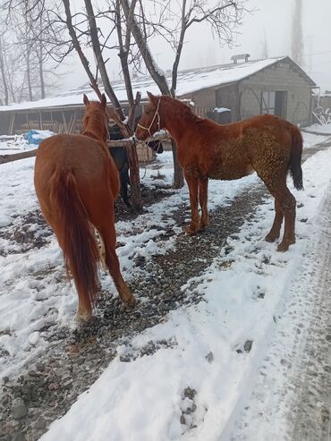 Лошади, кони: Продаю | Кобыла (самка) | Рабочий — 8
