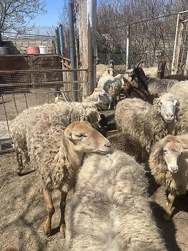 Qoyunlar, qoçlar: Qoyun və Keçi — təsərrüfat heyvanları - Növ: yerli qoyunlar və uzun — 15