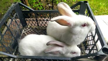 kaliforniya dovşanı: Dovşanlar kaliforniya cinsli balaların satışı. Təmiz qandı. Satışda