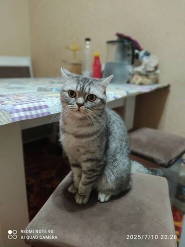 шотландская длинношерстная кошка: Британ кыска жүндүү, 1 жаш, Ургаачы, Күмүш өңдүү шиншилла, Лотокко барууга үйрөтүлгөн