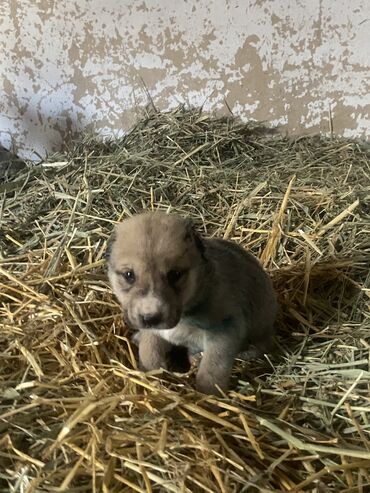 алабай ит аттары: Алабай, 1 месяц, Самец, С родословной