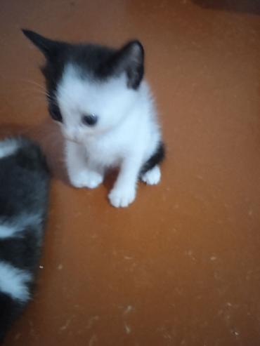 кот сфинкс: Котята, короткошёрстные, домашние. - Возраст: очень маленькие, уже — 7