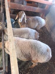 продажа баранов в бишкеке: Продаю | Овца (самка) | Арашан | Для разведения | Племенные