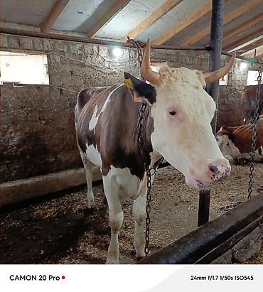 inək: Salam kecen il Voronejden 1 ci qarina getirdiyim simmental duyedi — 5