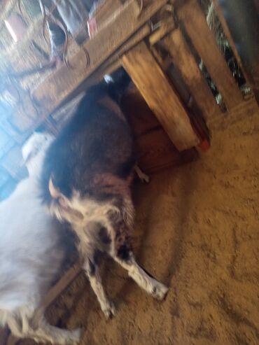 Козы, козлы: Продаю | Коза (самка) | Для разведения — 13
