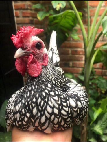 Куры, петухи: Продаю | Куры, Петух — 9