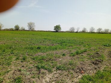 Torpaq sahələrinin satışı: 187 sot, Kənd təsərrüfatı, Barter mümkündür, Texniki pasport -da lalafo.az — 6 Torpaq sahələrinin satışı: 187 sot, Kənd təsərrüfatı, Barter mümkündür, Texniki pasport — 6