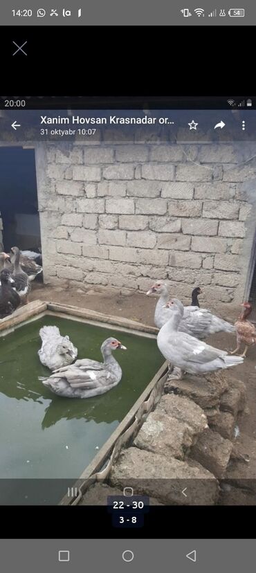 Hinduşka: Erkək, Kanada, Holland, Amerika, Damazlıq, Pulsuz çatdırılma — 20