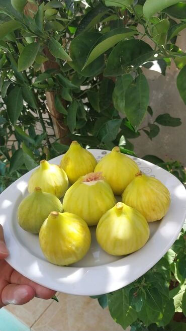 Крупы и бобовые: Ağacdan təzə dərilir, yenidir