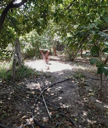 Həyət evləri və villaların satışı: 3 otaqlı, 116 kv. m, Orta təmir — 2