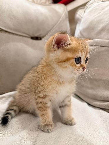 Pişiklər: Britan — 4