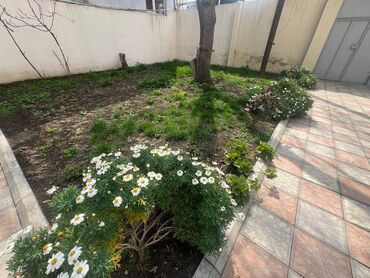 Uzunmüddətli kirayə evlər: 65 kv. m, 2 otaqlı — 13