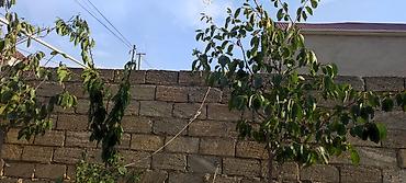 Torpaq sahələrinin satışı: 2 sot, Tikinti, Mülkiyyətçi, Kupça (Çıxarış) — 14