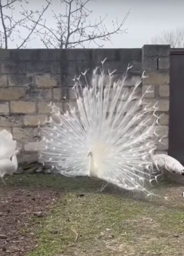 Tovuz quşları: Tovuzquşu yumurtası . çatdırılma var