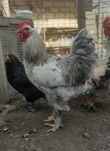 Xoruzlar: Ordekler 42 azn diri ceki 4kg 300gr. xoruz cekisi 2kg.600gr. - Cins — 1