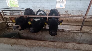 Коровы, быки: Продаю | Тёлка, Музоо, торпок | Голштин, Алатауская, Швицкая | Для разведения, Для молока | Искусственник