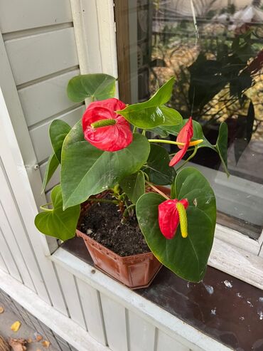 растения домашние: Комнатные растения в горшках Цена: Маленькие по 150