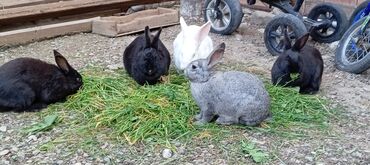 K/t heyvanları və malları: Saglam dovşanlardi 5dene hamsi biryerde 35m