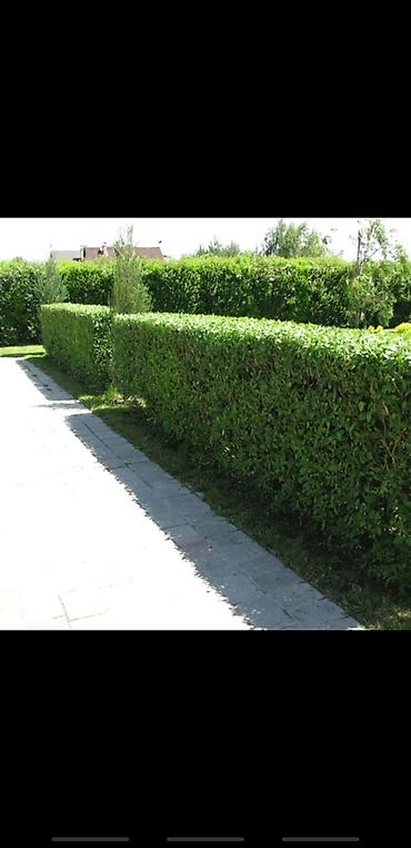 Другие декоративные деревья: Живые изгороди быстро растущие, растут до 4х метров. Сорт бархатный — 3