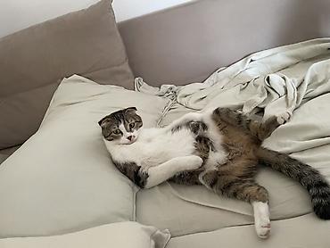 Шотландская вислоухая кошка (скоттиш-фолд) Отдам за хорошие руки