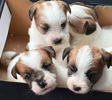 Psi: Oštrodlaki Džek Rasel terijer (Jack Russell Terrier) štenci — 15